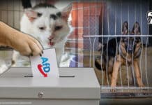Tierheime in Not: Hunde und Katzen würden AfD wählen!